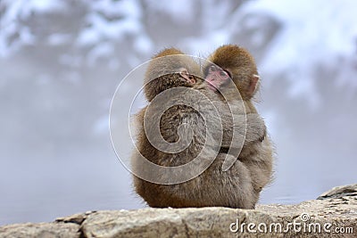 Young Japanese macaques snow monkey hugging at Jigokudani Monkey Park in Nagano in Japan Stock Photo