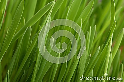 Young juicy green grass Stock Photo