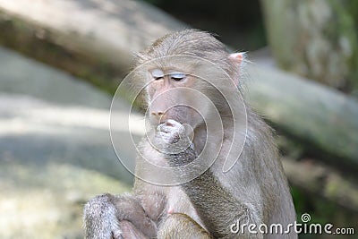 A young juvenile Hamadryas Baboon munching eating some food held in its hand Stock Photo