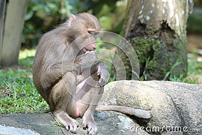 A young juvenile Hamadryas Baboon munching eating some food held in its hand Stock Photo