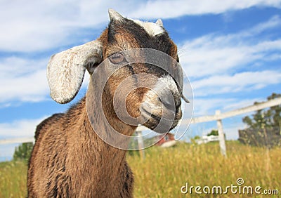 Young Kinder Goat Stock Photo