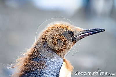 Head of young king penguin in moult - Aptendytes patagonica - Gold Harbour, South Georgia Stock Photo