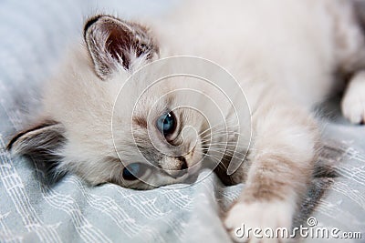 Young kitten blue eyes Stock Photo