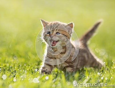 Young kitten cat meowing in the green grass Stock Photo