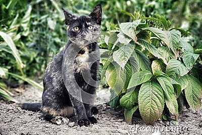 Young kitten is looking at the lens, waiting in the garden among green leaves. Stock Photo