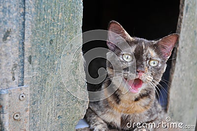 Young kitten lost in a barn. Stock Photo