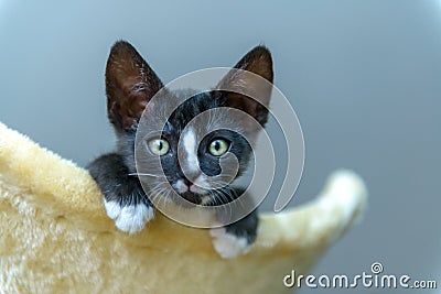 Young kitten playing on scratcher Stock Photo