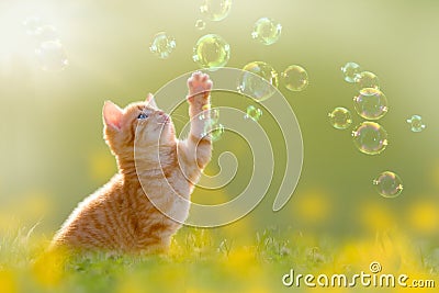 Young kitten playing with soap bubbles, bubbles on meadow Stock Photo