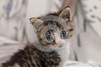 Young kitten Stock Photo