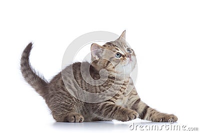 Young kitten side view. Cat tabby kitten looks up isolated. Stock Photo