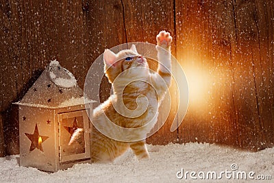 Young kitten sitting on Christmas Day in the Light shining Stock Photo