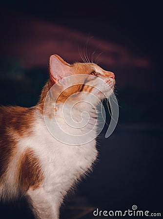 Young kitty cat looking up, side view portraiture photograph. white and orange color body Stock Photo