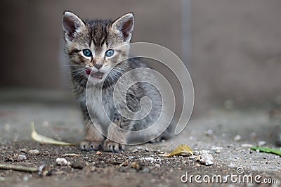 Young kitty licks her lips Stock Photo