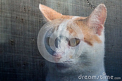 Young kitty looks through a mosquito net into the street Stock Photo