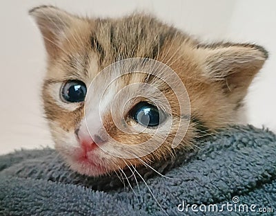 Young kitty staring at the camera Stock Photo