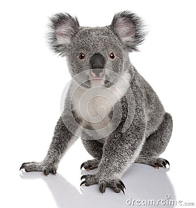 Young koala, Phascolarctos cinereus, 14 months old Stock Photo