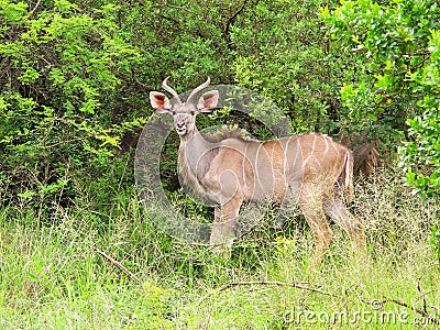 Young Kudu bull Stock Photo
