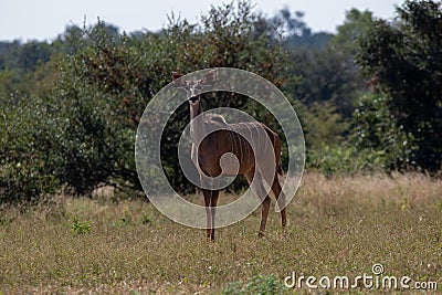 Young kudu cow isolated Stock Photo