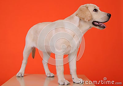 Young Labrador Stock Photo