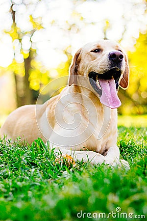 Young labrador playing with ball Stock Photo