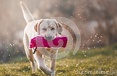 Young labrador Stock Photo