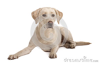 Young Labrador sitting Stock Photo