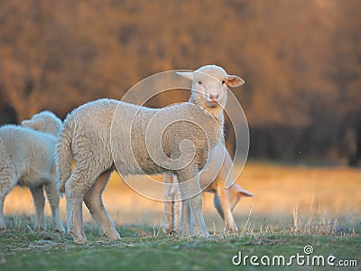 Young Lamb being curious on farm, sunset light Stock Photo