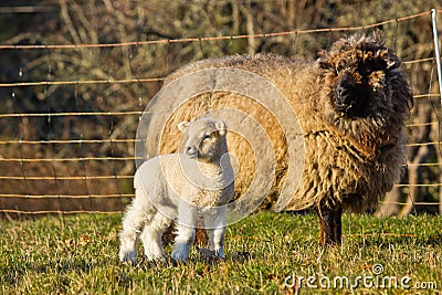 Young Lamb with Ewe mother Sheep Stock Photo