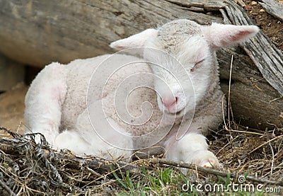 Young lamb on the farm Stock Photo