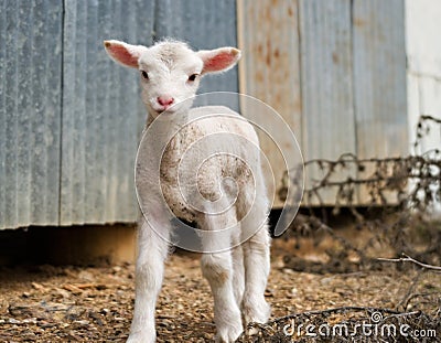 Young lamb on the farm Stock Photo