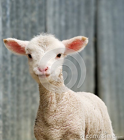 Young lamb on the farm Stock Photo