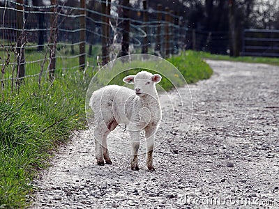 Young Lamb on a farm pathway Stock Photo