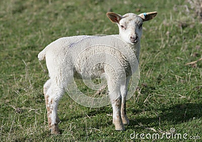 Young Lamb in a field Stock Photo