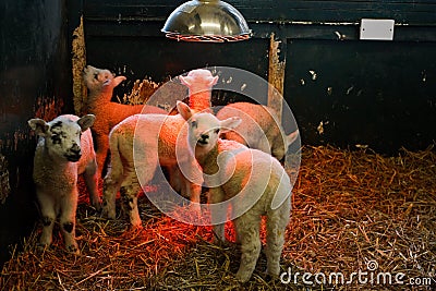 Young Lamb under heat lamp Stock Photo