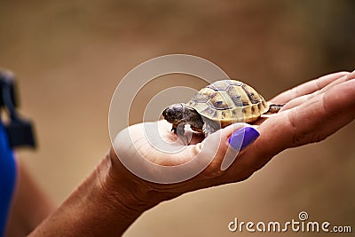 A young turtle cub in the palm of a girl is safe. Stock Photo