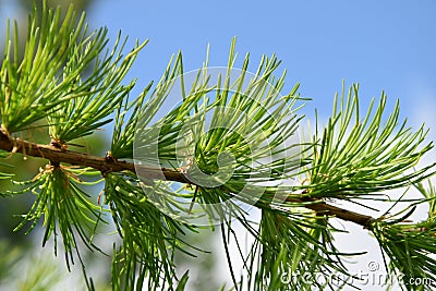 Young larch branch Stock Photo