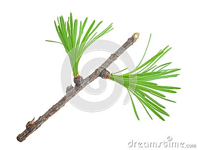 Young larch branch Stock Photo