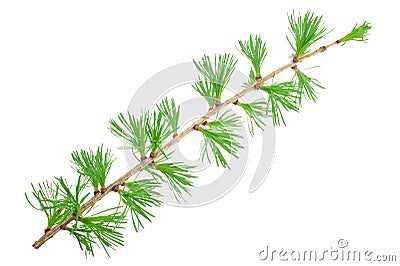 Young larch branch Stock Photo