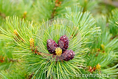 Young larch cone hiding in bright green needles Stock Photo