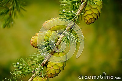 Young larch cones Stock Photo