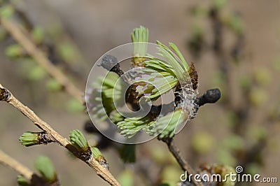 Young larch needles Stock Photo