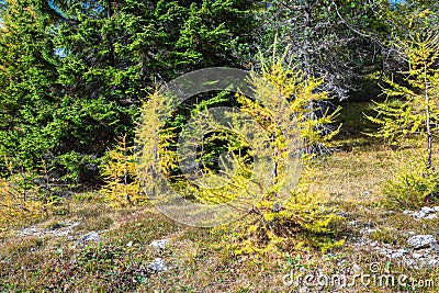 Young larch trees with yellow colors Stock Photo