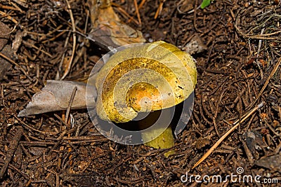 Young large mushroom Tricholoma equestre in pine forest closeup. Stock Photo