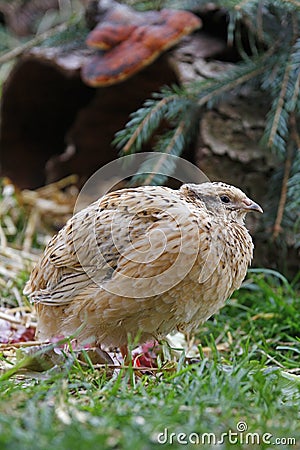 The young laying quail feels comfortable in its natural environment and lays an egg Stock Photo