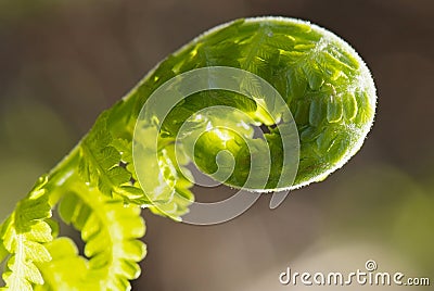 Young leaf of fern Matteuccia struthiopteris Stock Photo