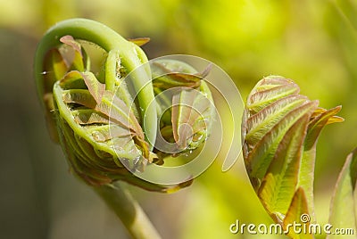 Young leaf of fern Osmunda regalis Stock Photo