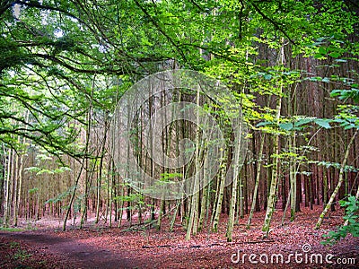Young leaf forest in Germany Stock Photo