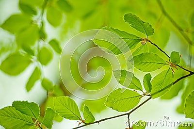 Young leaves Stock Photo