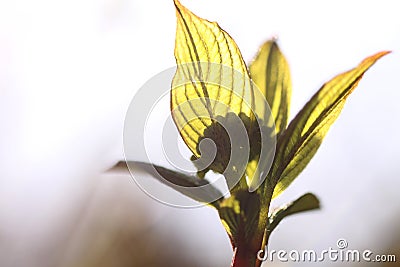 Young leaves Stock Photo