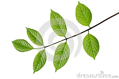 Young Leaves Stock Photo